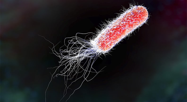 Five Facts About E Coli Img